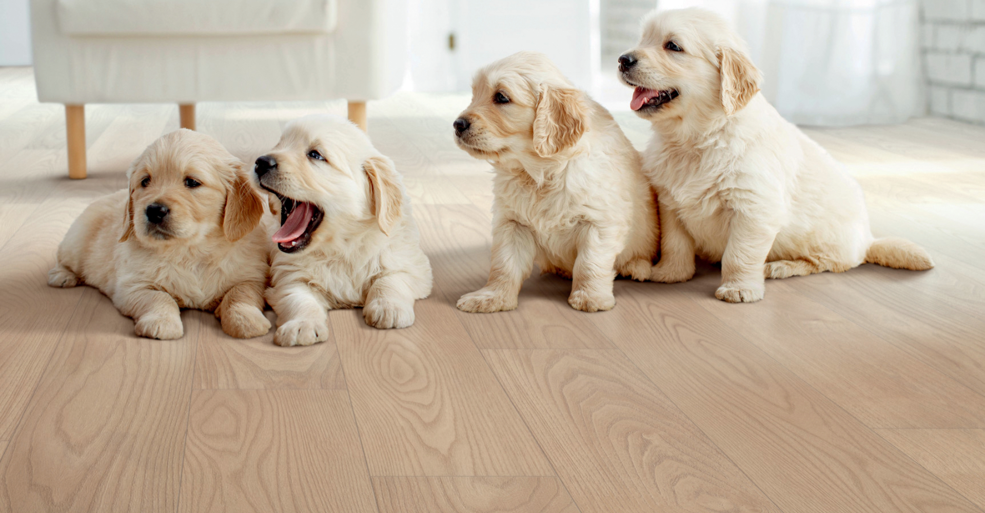 Four golden retriever puppies on hardwood floor